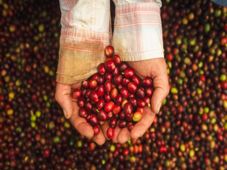 Manos con granos de café rojos